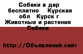 Собаки в дар (бесплатно) - Курская обл., Курск г. Животные и растения » Собаки   